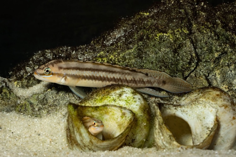 Telmatochromis bifrenatus 'Maswa'